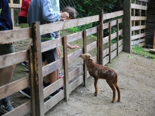 Természetvédelmi nyílt nap az arborétumban - fotó: 