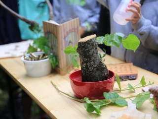Természetvédelmi nyílt nap az arborétumban - fotó: 