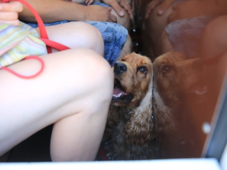 Programözön és tömegvonzás az I. Kalandpark Fesztiválon - fotó: 