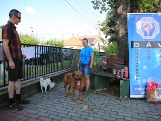 Közösségi kincsvadászat a volt újtelepi iskola udvarán - fotó: 