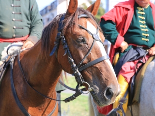 Zarándokok II. Lajos nyomában a Lajos-köveknél - fotó: 