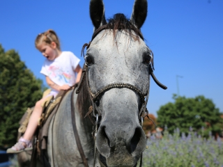 Zarándokok II. Lajos nyomában a Lajos-köveknél - fotó: 