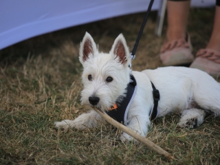 II. Wichmann Regatta és Nagy Sportágválasztó - fotó: 