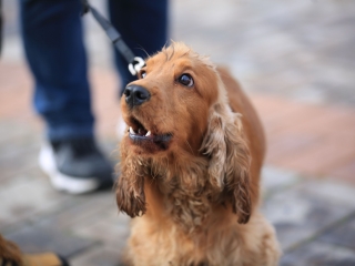 VII. Fuss Velünk, Fuss Értünk! - fotó: 