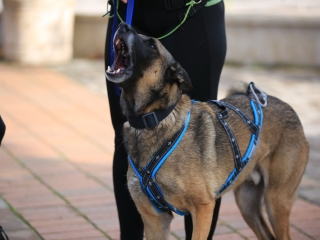 VII. Fuss Velünk, Fuss Értünk! - fotó: 