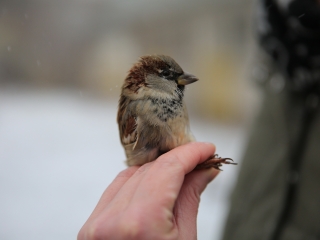 Madárgyűrűzés az Aranyalmában - fotó: 