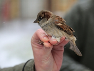 Madárgyűrűzés az Aranyalmában - fotó: 