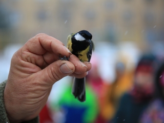 Madárgyűrűzés az Aranyalmában - fotó: 
