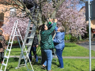 A kertvárosi tojásfa – civil összefogással - fotó: 