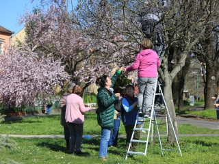 A kertvárosi tojásfa – civil összefogással - fotó: 