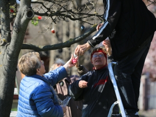 A kertvárosi tojásfa – civil összefogással - fotó: 
