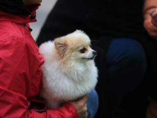 Közösségi akció a Liget közben - fotó: 