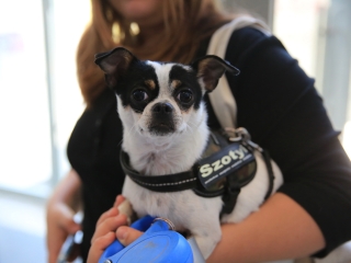 Sugárúti Fesztivál (2024) - fotó: 