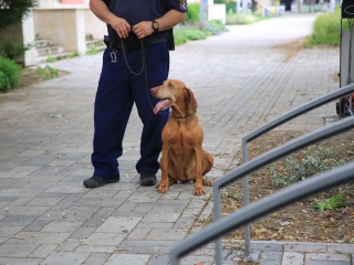 Rend & védelem egy seregszemle képein (2024) - fotó: 