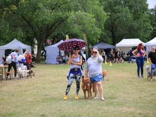 I. Duna Dog Center Fesztivál - fotó: 