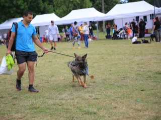 I. Duna Dog Center Fesztivál - fotó: 