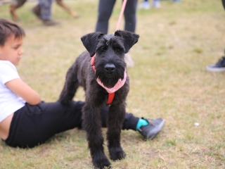 I. Duna Dog Center Fesztivál - fotó: 