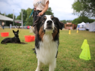 I. Duna Dog Center Fesztivál - fotó: 