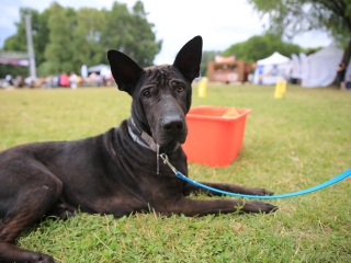 I. Duna Dog Center Fesztivál - fotó: 