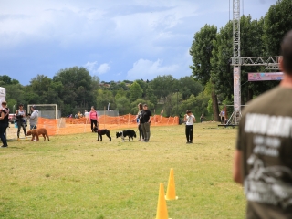 I. Duna Dog Center Fesztivál - fotó: 
