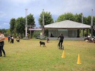 I. Duna Dog Center Fesztivál - fotó: 
