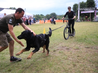 I. Duna Dog Center Fesztivál - fotó: 