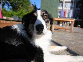 LEAF-születésnap a felelős állattartás jegyében - fotó: 