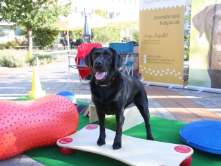 LEAF-születésnap a felelős állattartás jegyében - fotó: 
