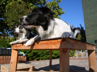 LEAF-születésnap a felelős állattartás jegyében - fotó: 