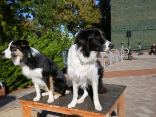 LEAF-születésnap a felelős állattartás jegyében - fotó: 