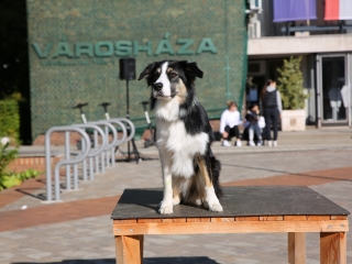 LEAF-születésnap a felelős állattartás jegyében - fotó: 