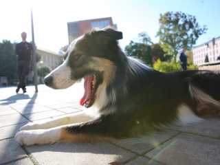 LEAF-születésnap a felelős állattartás jegyében - fotó: 