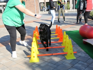 LEAF-születésnap a felelős állattartás jegyében - fotó: 