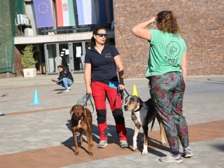 LEAF-születésnap a felelős állattartás jegyében - fotó: 