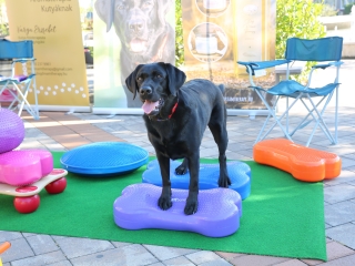 LEAF-születésnap a felelős állattartás jegyében - fotó: 