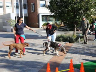 LEAF-születésnap a felelős állattartás jegyében - fotó: 