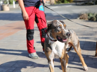 LEAF-születésnap a felelős állattartás jegyében - fotó: 
