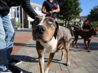 LEAF-születésnap a felelős állattartás jegyében - fotó: 
