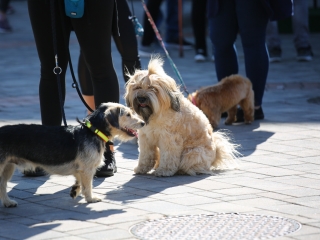 LEAF-születésnap a felelős állattartás jegyében - fotó: 