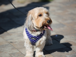 LEAF-születésnap a felelős állattartás jegyében - fotó: 