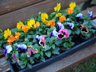 Világnapi koncert és virágültetés a zeneiskolánál (2024) - fotó: 