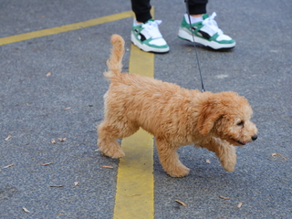 A közösség erejével a mellrák ellen - fotó: 