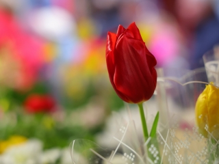 ABolhapiac: évnyitó sokadalom - fotó: 