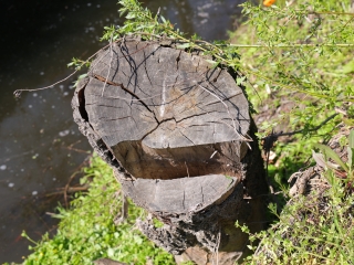 Kék Duna Projekt: közös szemétszedés a folyamnál - fotó: 