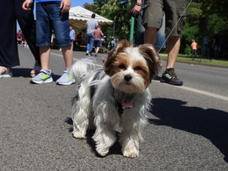 Sugárúti Fesztivál (2025) - fotó: 