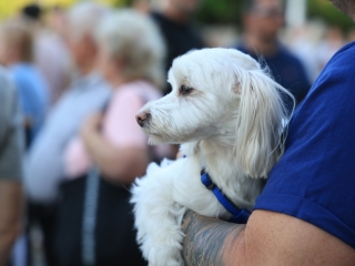 Sugárúti Fesztivál (2025) - fotó: 