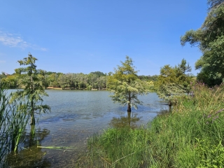 "Dunaújváros fái a négy évszakban" fotópályázat nyári ciklusa - fotó: 