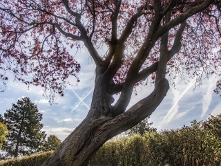 "Dunaújváros fái a négy évszakban" fotópályázat nyári ciklusa - fotó: 