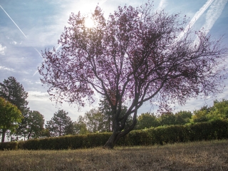 "Dunaújváros fái a négy évszakban" fotópályázat nyári ciklusa - fotó: 