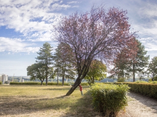 "Dunaújváros fái a négy évszakban" fotópályázat nyári ciklusa - fotó: 